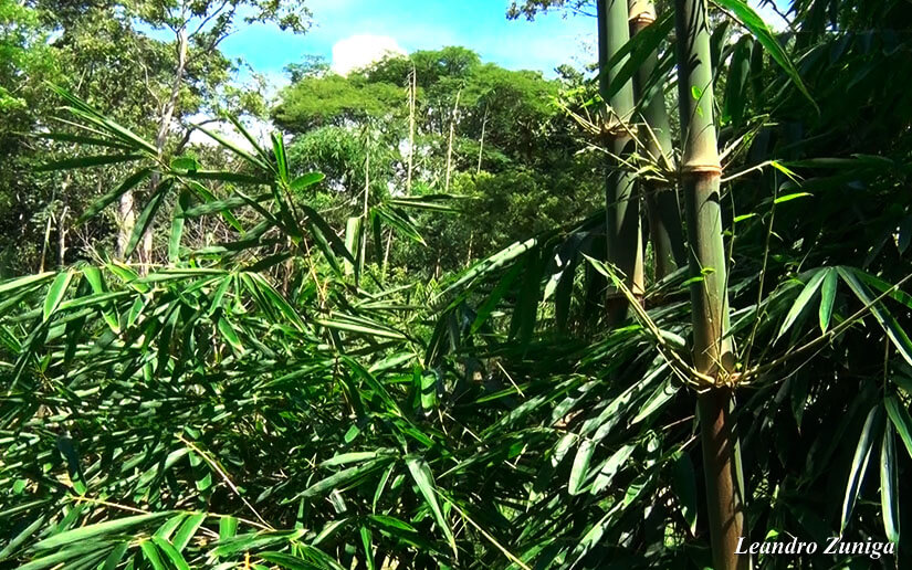 BAMBU2